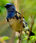 Turquoise Tanager