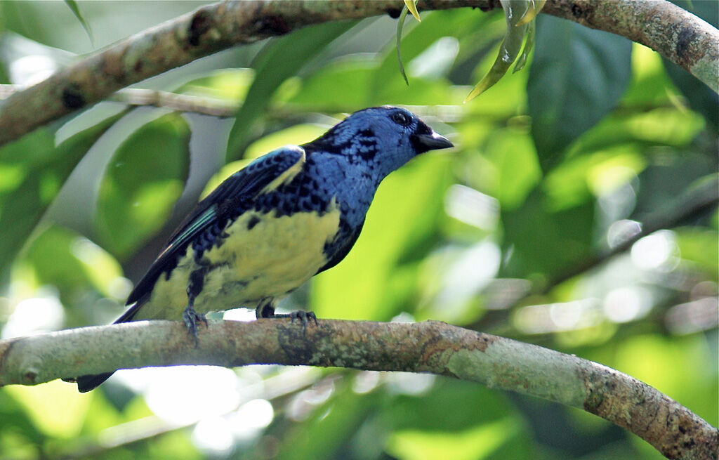 Turquoise Tanager