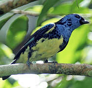 Turquoise Tanager