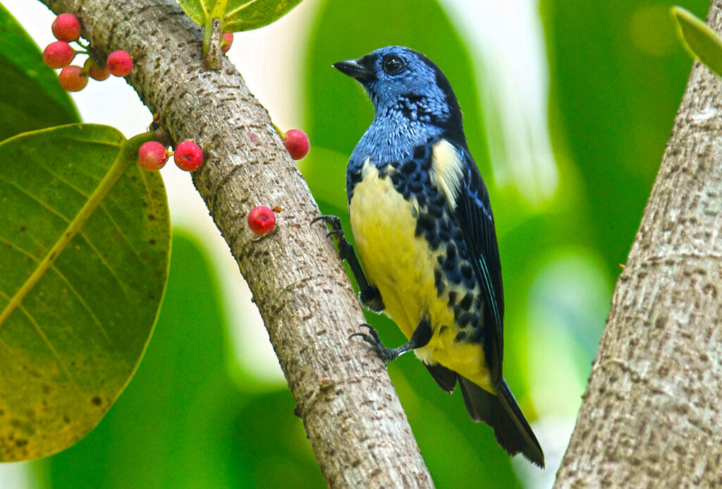 Turquoise Tanager, feeding habits