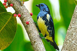 Turquoise Tanager