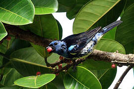 Turquoise Tanager