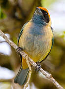 Burnished-buff Tanager