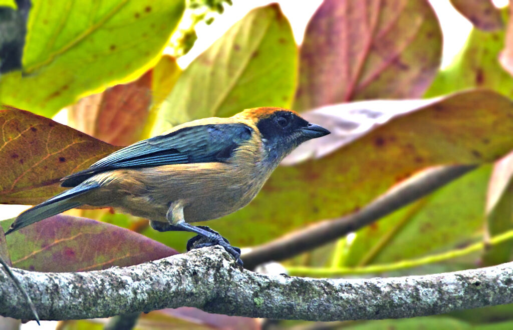 Burnished-buff Tanager male adult