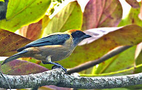 Burnished-buff Tanager