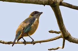 Burnished-buff Tanager