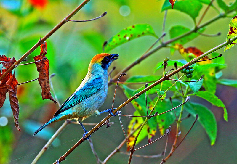 Burnished-buff Tanager male adult, eats