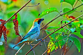 Burnished-buff Tanager