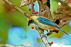 Burnished-buff Tanager