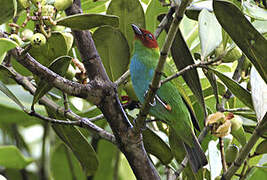 Bay-headed Tanager