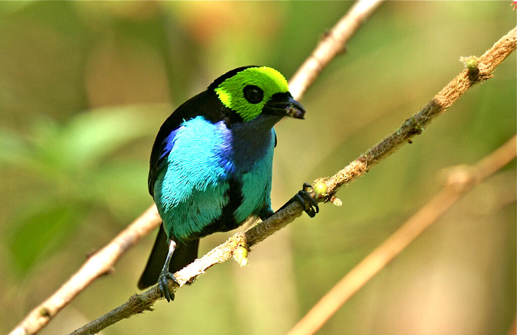 Paradise Tanager