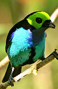 Paradise Tanager