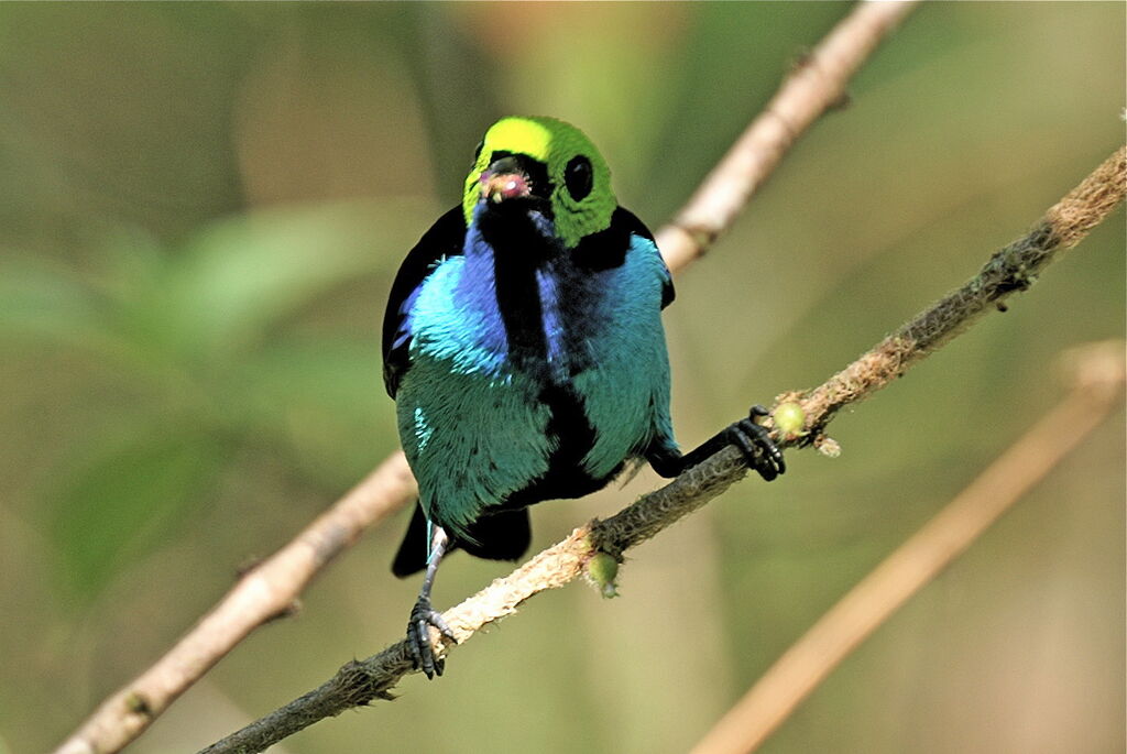 Paradise Tanager