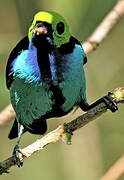 Paradise Tanager