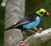 Paradise Tanager