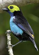 Paradise Tanager