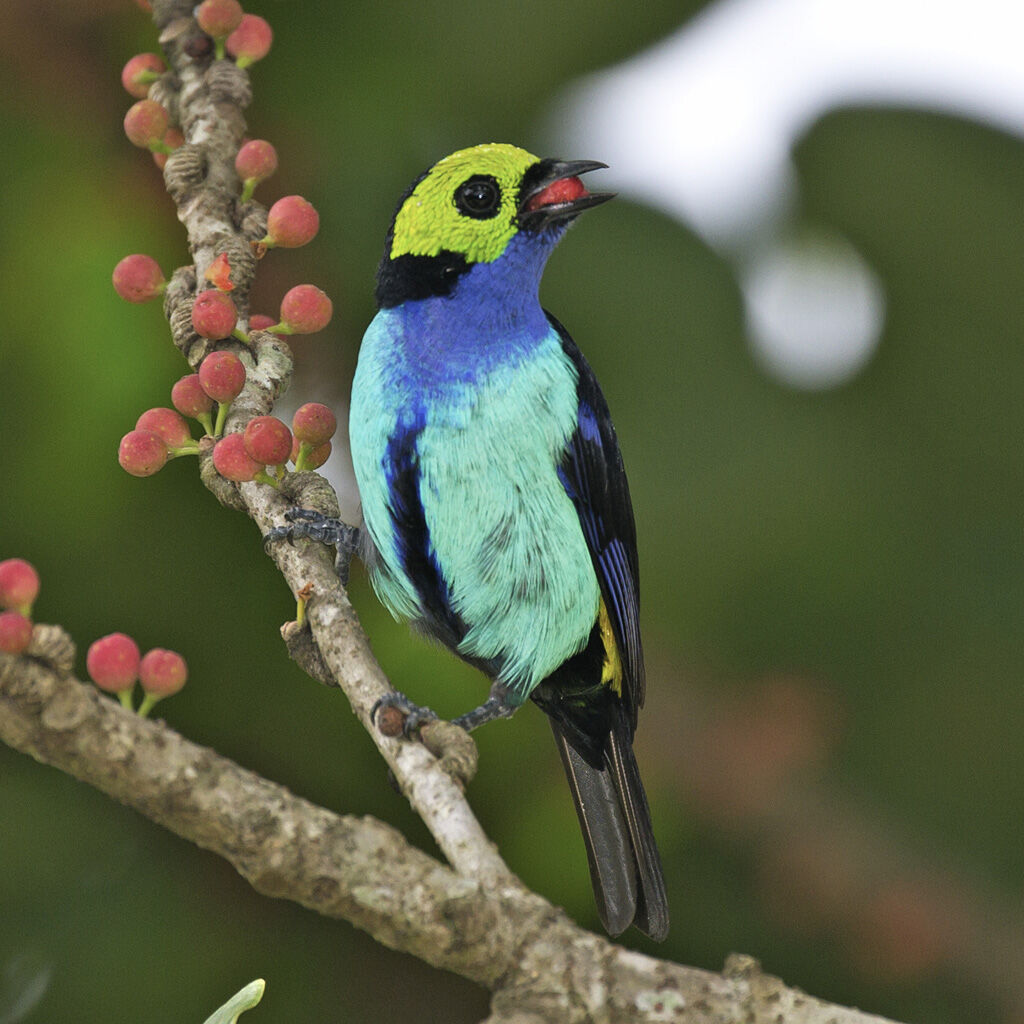 Paradise Tanager