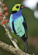 Paradise Tanager