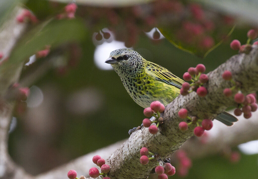 Spotted Tanager