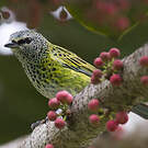 Calliste syacou