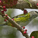 Calliste syacou