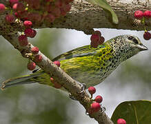 Spotted Tanager