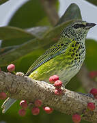 Spotted Tanager