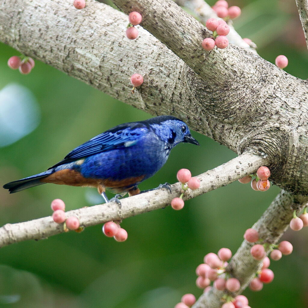 Opal-rumped Tanager