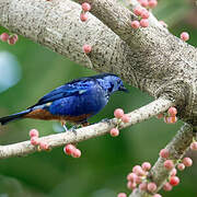 Opal-rumped Tanager