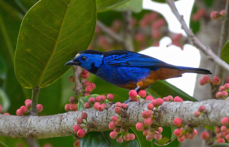 Opal-rumped Tanageradult