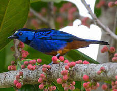 Opal-rumped Tanager