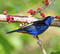 Opal-rumped Tanager