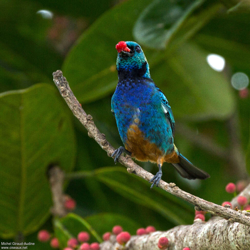 Opal-rumped Tanageradult, feeding habits