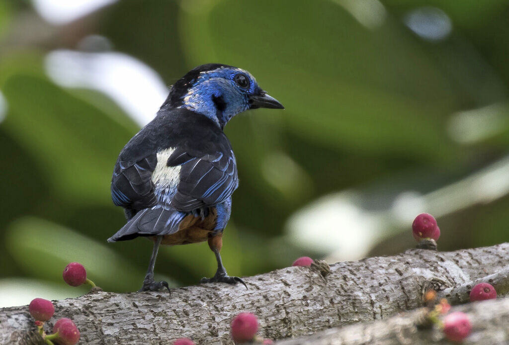 Opal-rumped Tanageradult