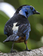 Opal-rumped Tanager