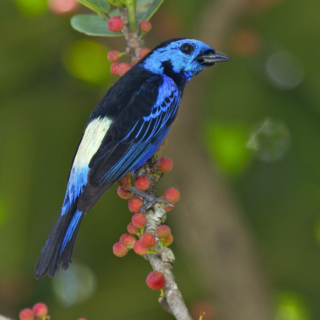 Opal-rumped Tanager