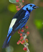 Opal-rumped Tanager