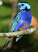 Opal-rumped Tanager