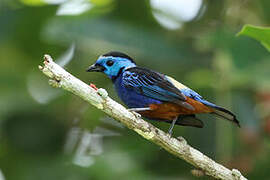 Opal-rumped Tanager