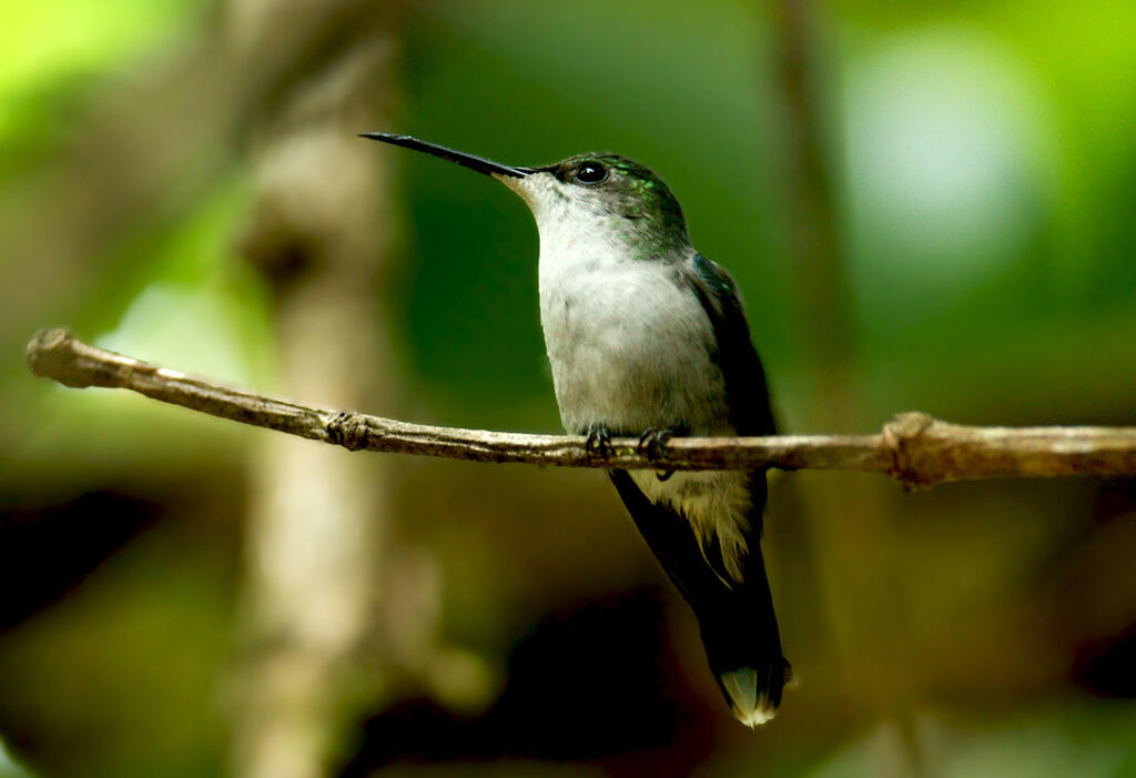 Grey-breasted Sabrewing