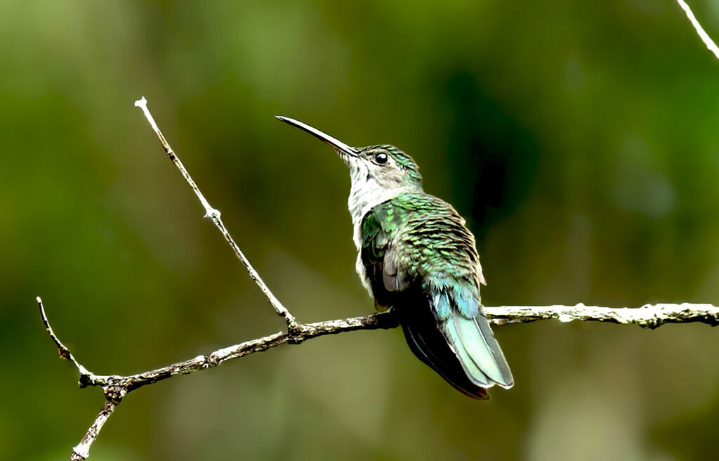 Grey-breasted Sabrewing, identification