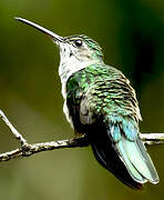 Grey-breasted Sabrewing