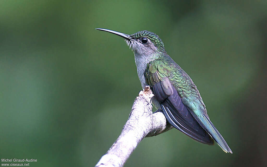 Campyloptère à ventre grisadulte, identification