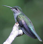 Grey-breasted Sabrewing