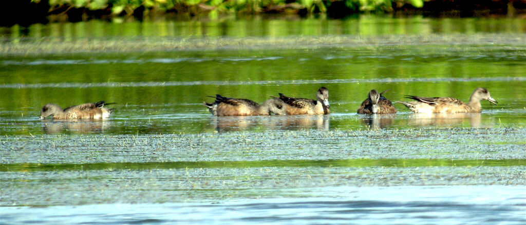 Canard à front blanc