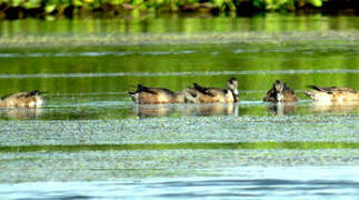 American Wigeon