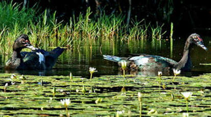 Canard musqué