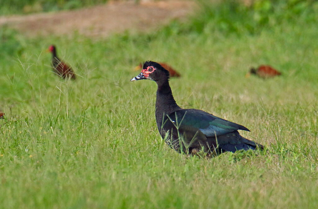 Muscovy Duck male adult