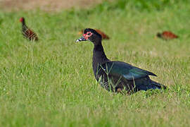 Canard musqué