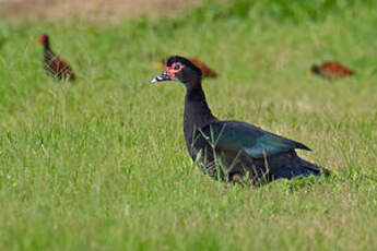 Canard musqué